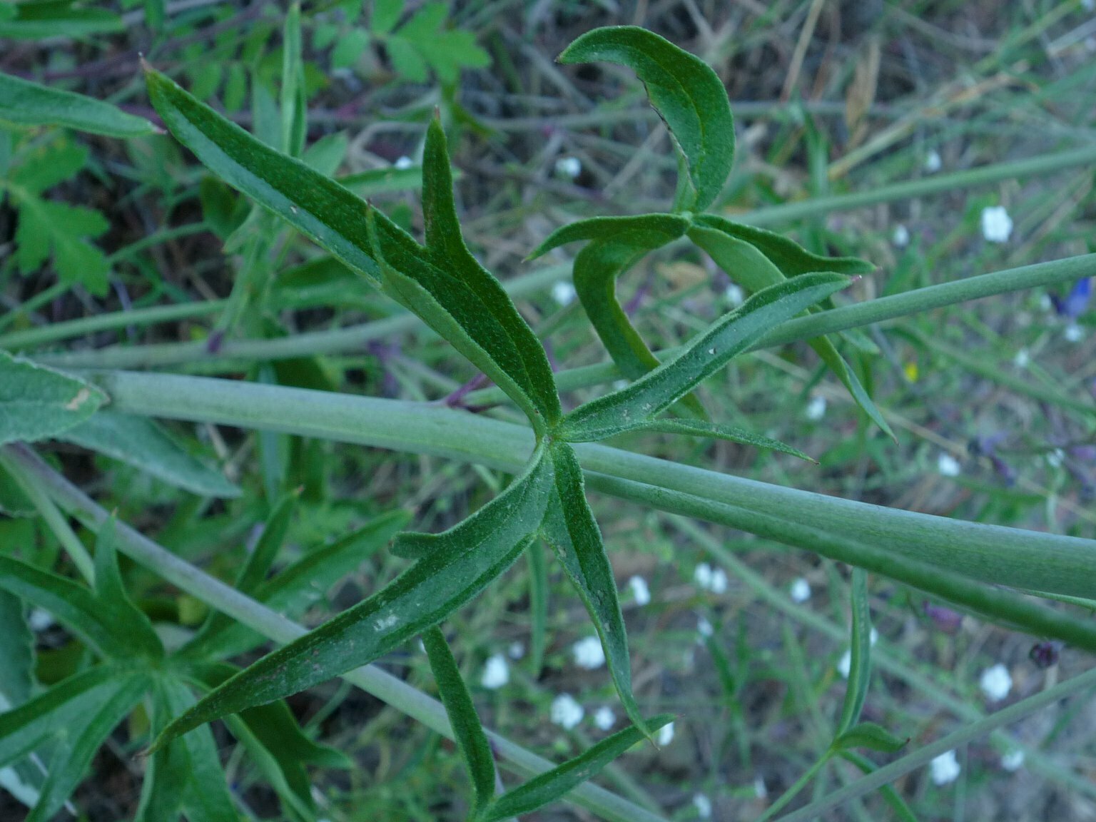 High Resolution Delphinium sp. Leaf